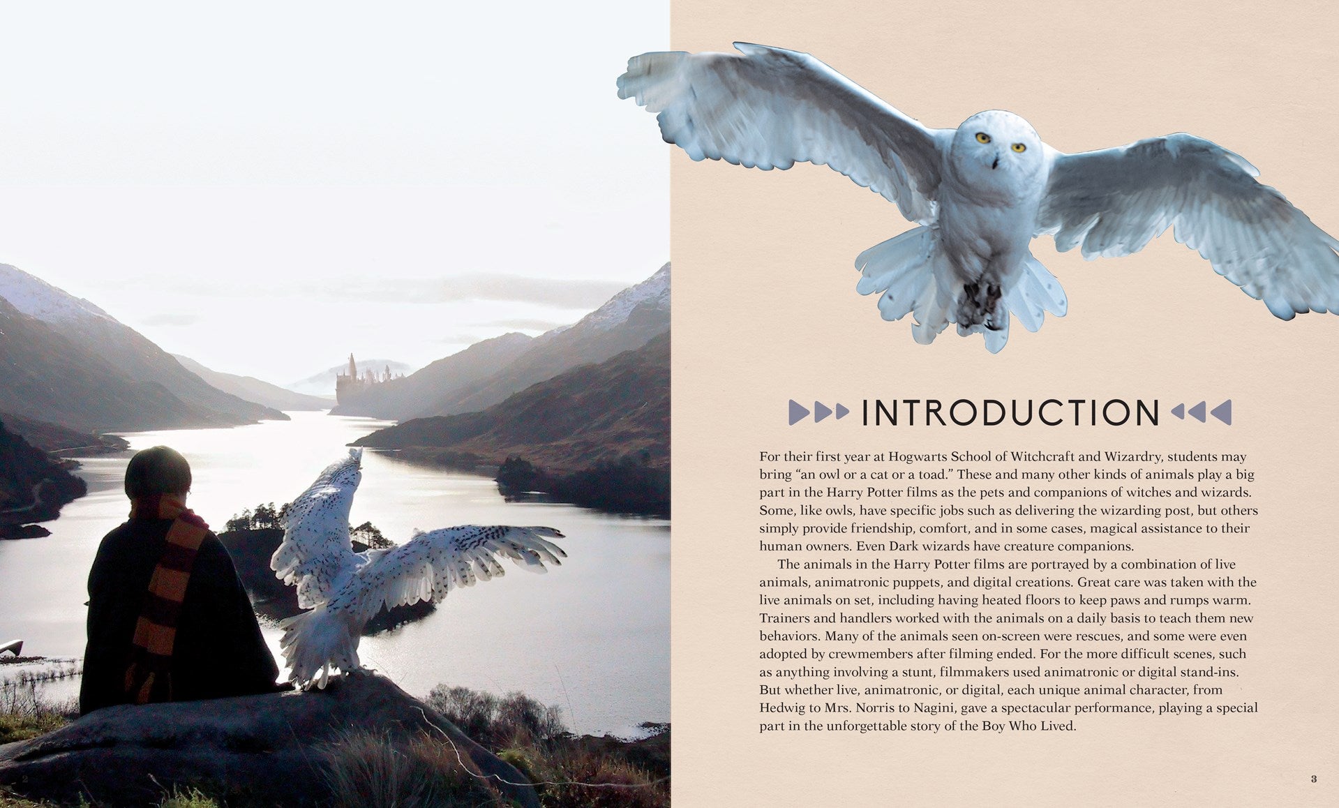 Harry Potter: Hedwig 3D tremodell og bok